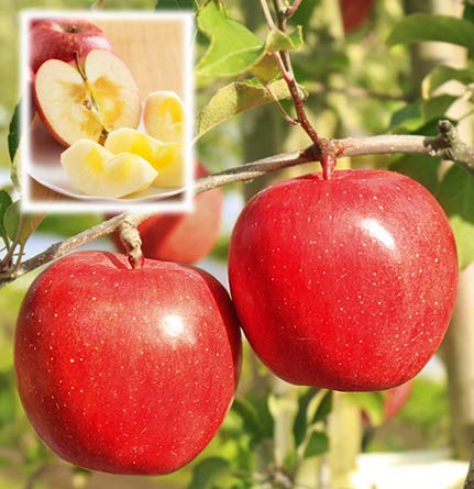 アップルロード工藤農園 青森県産りんご 贈答用 サンふじ 内のし付き お歳暮 ギフト