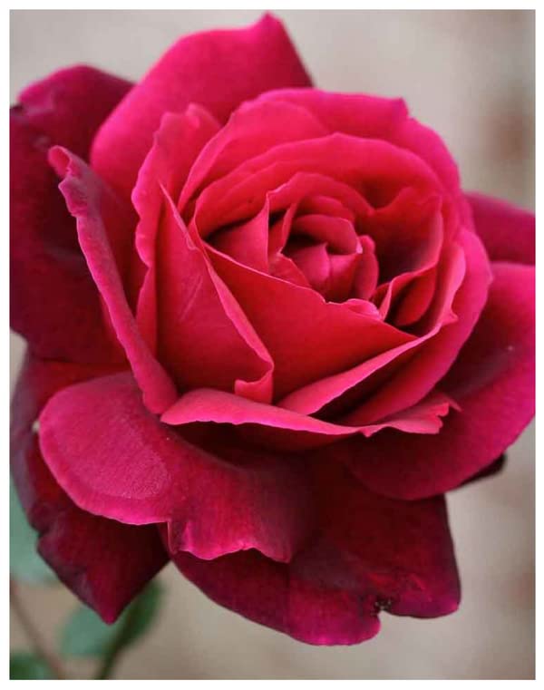 Udanta English Rose Big Flower Plant With Pot (Red) (B0C1CT24H6) Amazon Price History, Amazon Price Tracker