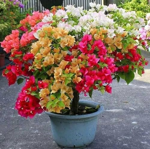Image of Multi-Grafted Bougainvillea Live Plant with Pot | Bougainvillea Flowering Plant Live | Outdoor Ornamental Plant for Home Garden Terrace Balcony