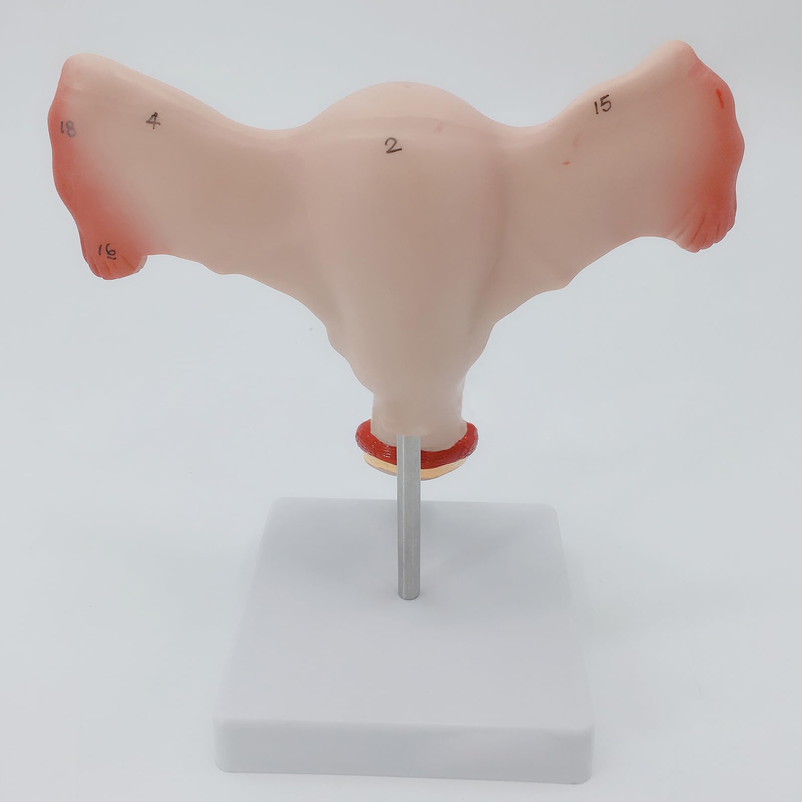 Xiaoxu Modèle Anatomique des Organes génitaux et des ovaires féminins ; Modèle d’Anatomie des Organes reproducteurs féminins pour démonstration Clinique et Cours Magistral ; Anatomie ovarienne