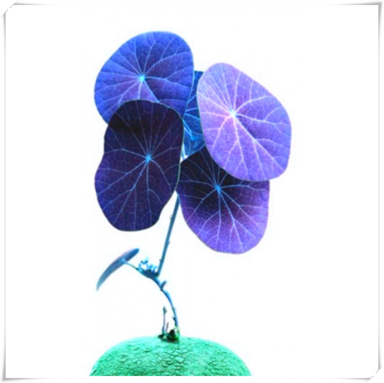 Excellent Display,Flowering Rhizome, Stephania erecta Bulb, Stephania erecta Plant-3 Bulb-D