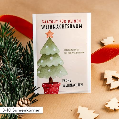 Nordmanntanne zum Pflanzen - Weihnachtsbaum Samen für dein Christbaum 2029 - Tannensamen als Adventskalender Füllung, Kleinigkeit zu Weihnachten oder Wichtelgeschenk für Frauen und Männer