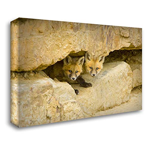 ArtDirect Lord, Fred 24x17 Gallery Wrapped Canvas Museum Art Titled: CO, Breckenridge Curious red Fox Kits