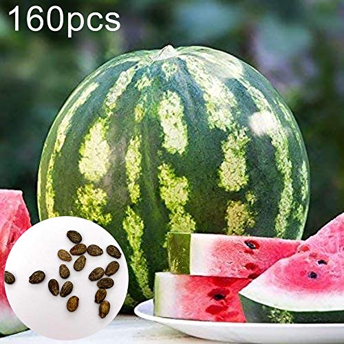 Verlike 160Pcs Watermelon Seeds Sweet Summer Juicy Fruit Garden Yard Farm Field Plant, Seeds for Plainting, Easy to Grow Flower Plants Seeds Watermelon Seeds