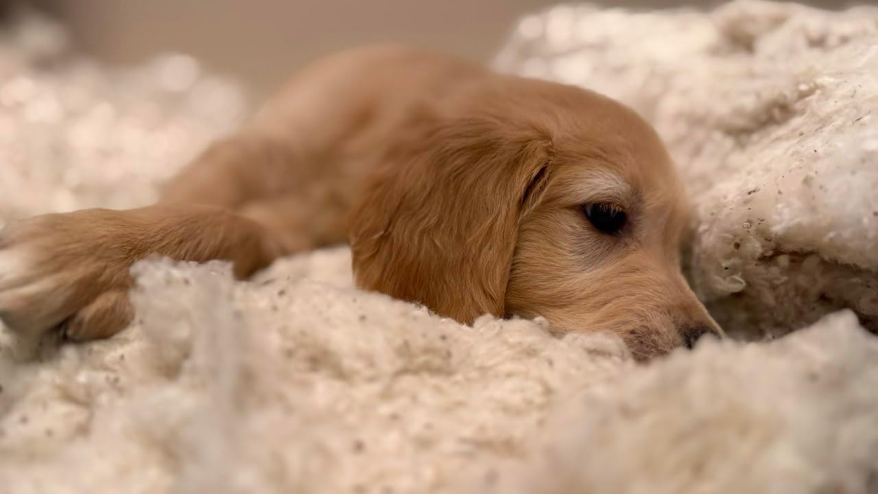 Rectangular Muslin Dog Bed Insert with Raw Cotton Filler, Natural Pet Bed Cushion Insert, Breathable Inner Pillow for Dog Bed Covers (Large 42"x29"x5")