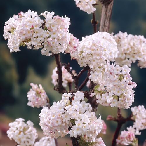 YouGarden Viburnum bodnantense 'Charles Lamont' in 3L Pot, Evergreen Deciduous Shrub for The Garden, Supplied as an Established Plant Ready to Plant