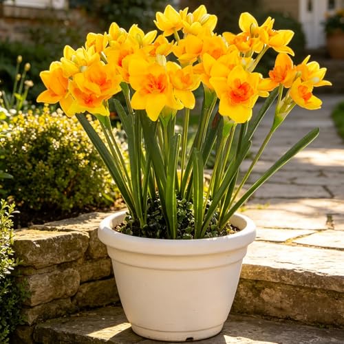 Hananona 10 Pcs Artificial Daffodils Flowers Narcissus Faux Spring Flowers