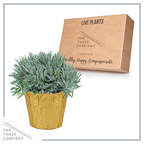 Live Aromatic and Healthy Herb - Lavender, Improves Sleep Quality, Wrapped in Deco Cover, 14\" Tall by 6\" Wide in 1.25 Quart Pot