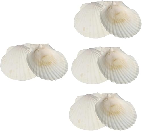 NOLITOY 8 Pcs Beach Shells for Crafts Ornament Crafts Mariposas Decorativas para Pared Cowrie Shells Charm Fish Tank Photo Props White Decor Abalone