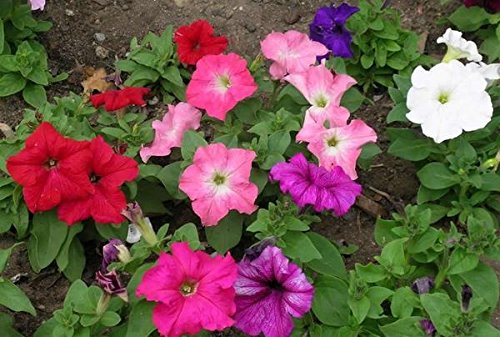 2g / 1500 Semi di Petunia Unicum Miscela