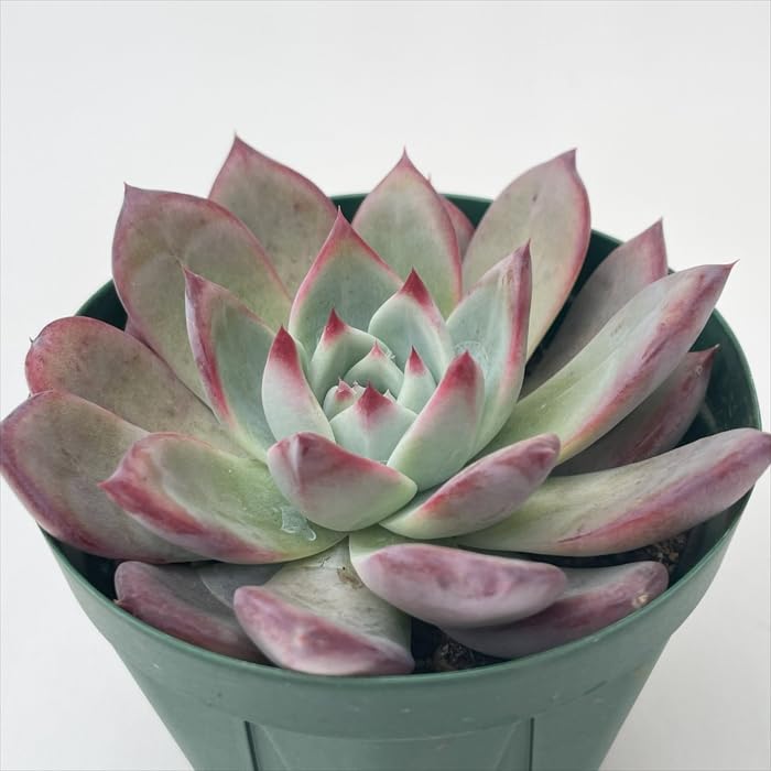 Amazon｜多肉植物 swkエケベリア 二瓶リンゼアナ 実生 多肉植物