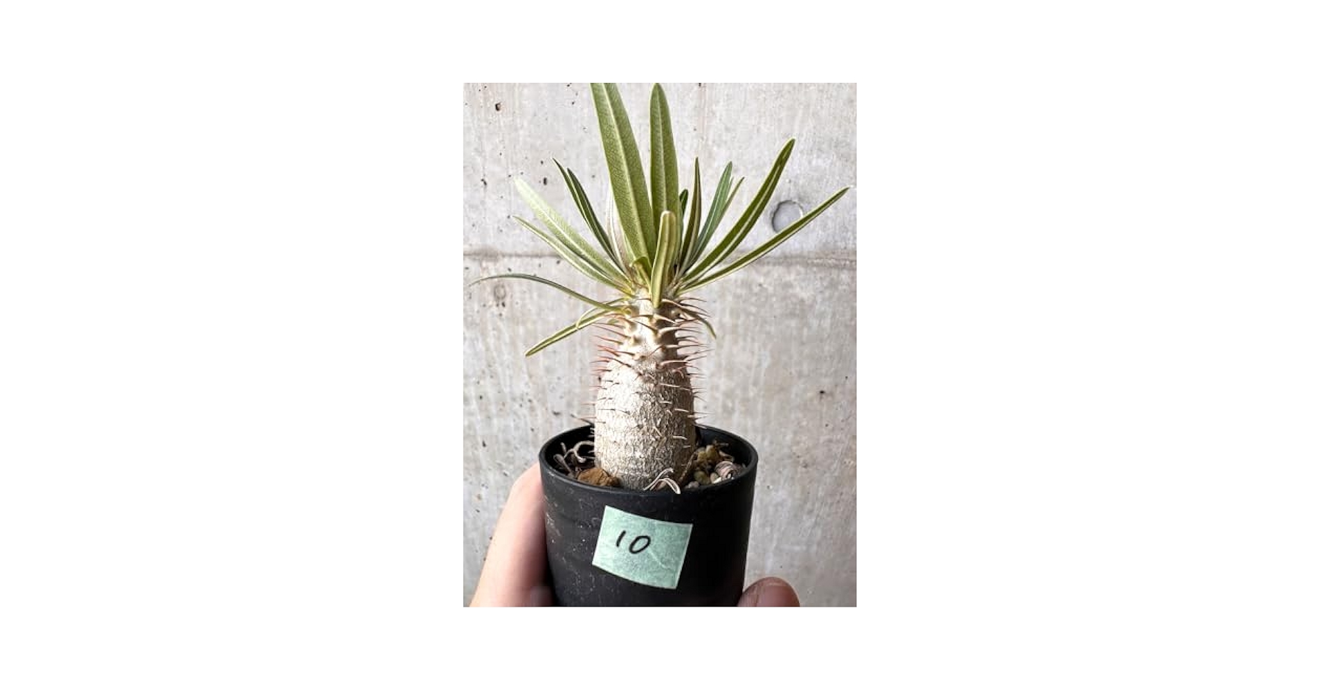 未開封PachypodiumGracilius Var.AUTUMNLEAVES 未開封