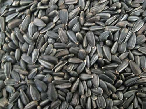 Non GMO Black Oil Sunflower Seeds (5 Lbs)
