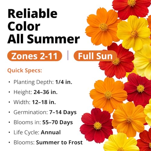 Image of HOME GROWN Cosmos Bright Lights Mix Seeds - 2500 Cosmos Sulphureus for Planting Spring 2026, Refined Wildflower Herb Seed Mix, Easy Grow Outdoor Flower Seeds for Gardens