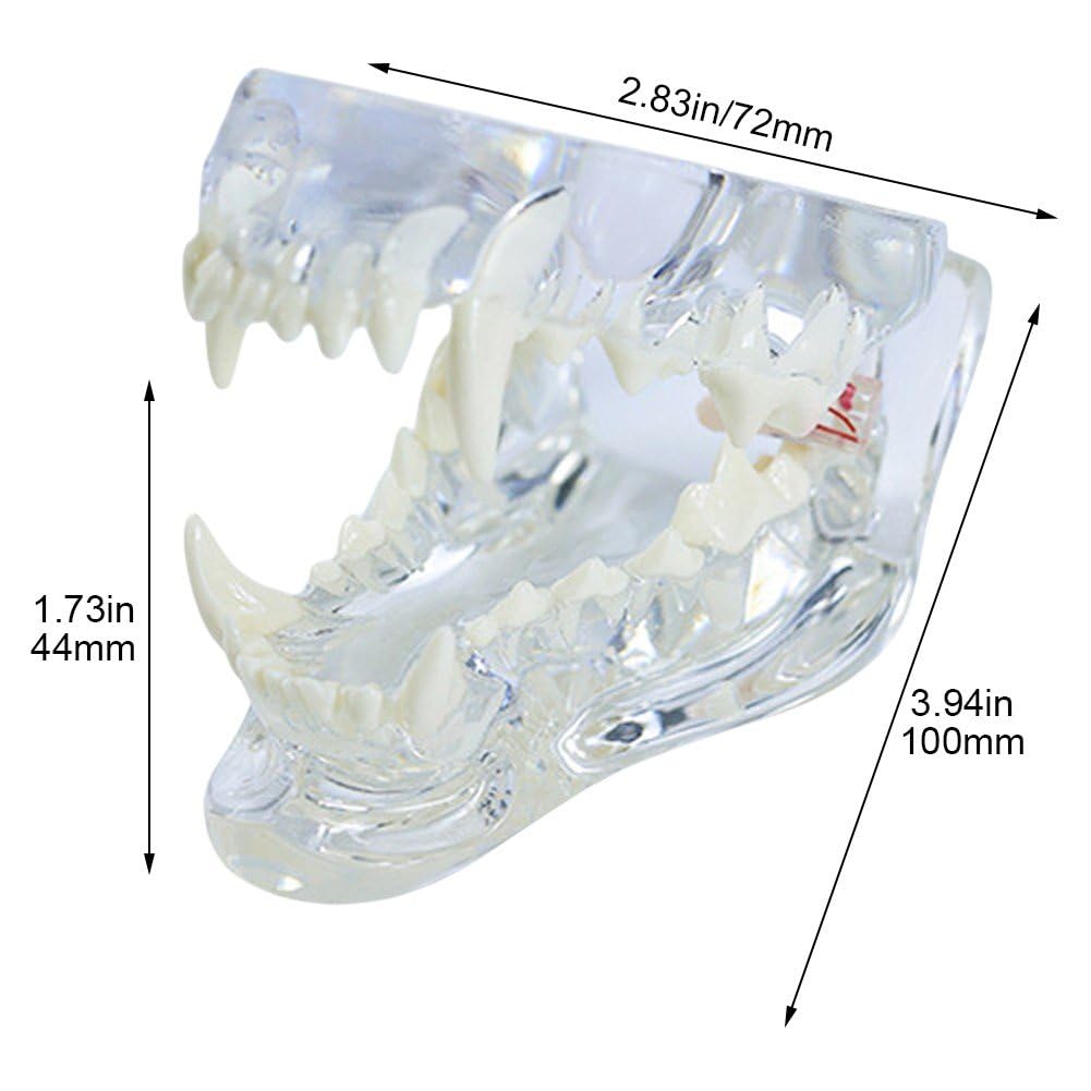 Zahnmodell Für Hunde Aus Transparentem Harz, Zu Öffnendes Kiefer- Und Mundzahnmodell Für Hundezähne, Pathologisches Medizinisch-anatomisches Modell, Hundepathologie Für Die Aufklärung Von Zahnärzten