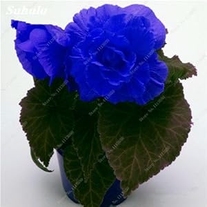 50 PC bonsai begonia color seed of the mixla Hybrida voss lanterne flowers begonia malus spectabilis chinese bonsai…