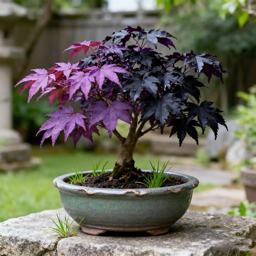 30+ Purple Maple Tree Seeds for Planting, Rare Acer Palmatum Tree Seed, Non-GMO Heirloom Plant Seeds for Garden Home