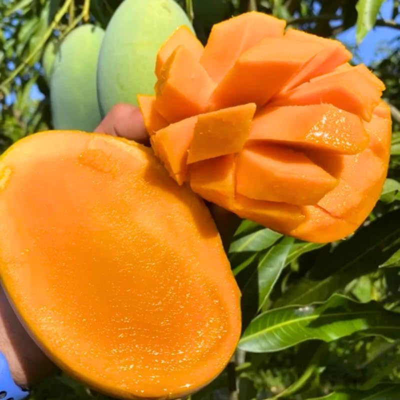 Semi Dwarf Mango Tree Live Plant Grafted, 2–3 Feet Tall in 3 Gallon Pot, Sweet Tropical Mango Fruit Tree