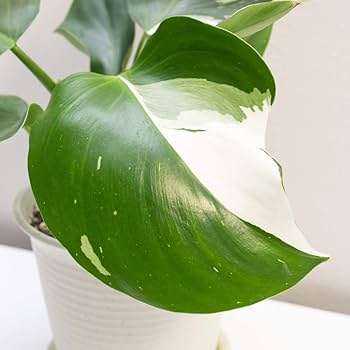 【観葉植物】レア フィロデンドロン リンナエイ パープルバック Amazon|フィロデンドロン ホワイトナイトプラント 多彩な