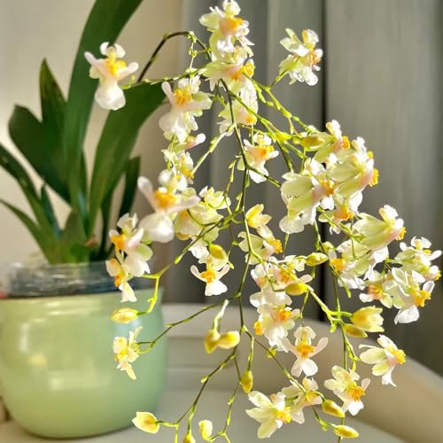 Orchid Seeds, Miltonia Orchid, Ornamental Flowering Plant, Indoor Gardening, houseplant