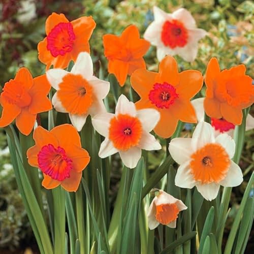 Gorgeous Daffodil Bulbs Mix for Planting Now UK/Cut Flowers/
