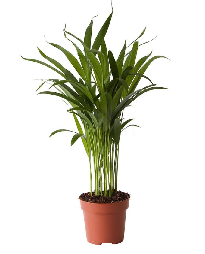 Areca Palm Indoor House Plant Real Tropical Plants Lush Foilage (Areca Palm 35-45cm Tall) In Nursery Pot indoor plant (Areca Palm)
