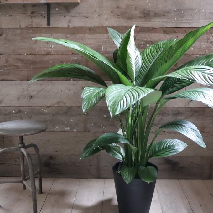 Amazon｜スパティフィラム・センセーション 大苗 10号 観葉植物