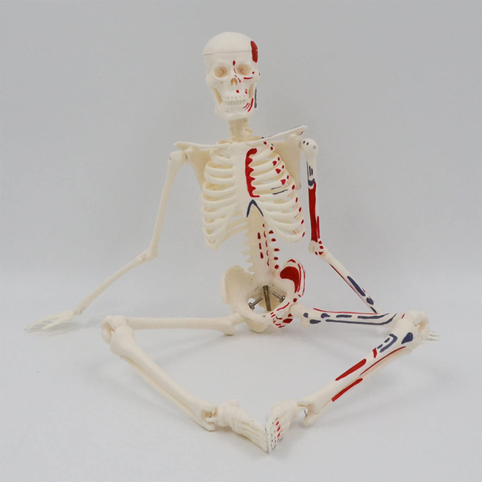 Modello scheletro per anatomia 17 ' ' modello scheletro umano con braccia mobili Gambe Scientifico per studio base Umano per anatomia Bambini medico per studio medicina