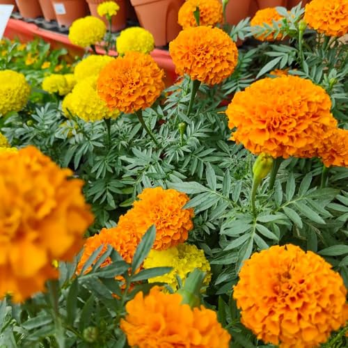 semi di calendula tagetes biologici di selvatici comprare calendula resistenti per il giardino per balcone to perenni selvatici perenni d'ape 400pcs