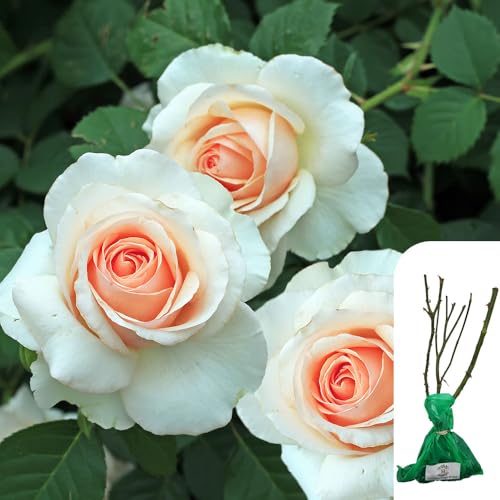 1 x Rosa 'Margaret Merril' Floribunda Rose - Bare Root, Award-Winning White Rose, 80cm Height, Fragrant Clusters, Ideal for Garden Borders & Flower Beds