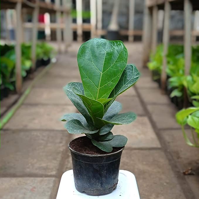 JooGTooK Live Ficus Lyrata"Fiddle Leaf Fig" Low Maintenance Plant For Home & Office (B0B6J3WKP3) Amazon Price History, Amazon Price Tracker