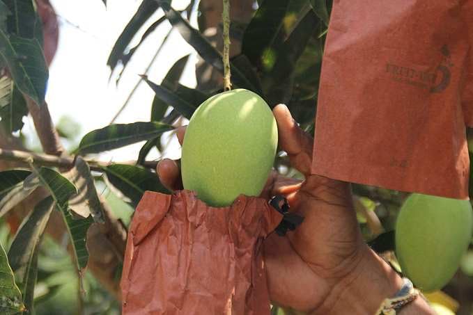 Protect Your Mangoes with Fruit TECH Covers -1 Protect Your Mangoes with Fruit TECH Covers -1