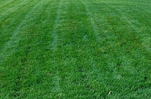 Titan Rx Turf Type Tall Fescue Grass Seed - 5 Lb.