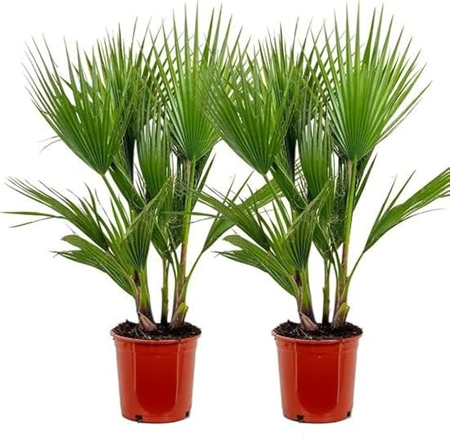 Duo de Palmeras Naturales Washingtonia Robusta ± 120cm Árboles de Exterior