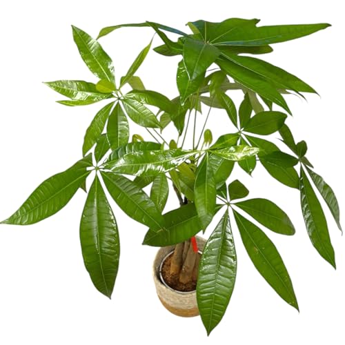 Image of Money Tree Live Plant | 14-22 Inches Tall Bonsai | Easy to Grow Indoor Houseplant | Home, Office, or Room Decor | Birthday, Housewarming Gift (Brown Jute)