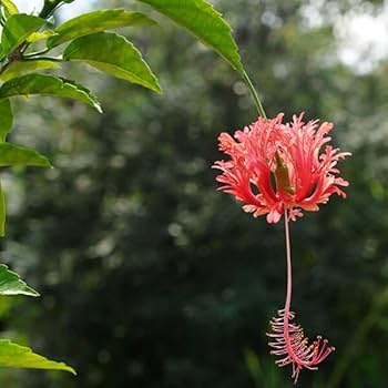 フウリンブッソウゲ ハイビスカス原種 原種ハイビスカス・フウリンブッソウゲ| 種・苗・ガーデニング