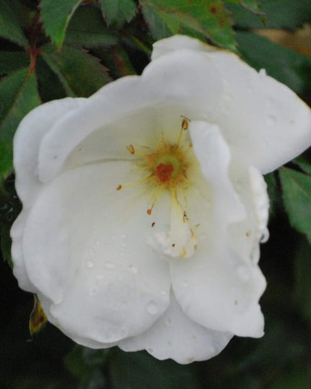 Perennial Farm Marketplace White Out® Rose (Knockout®) Flowering Shrub, Size-#3 Container, Snow Colored Blooms