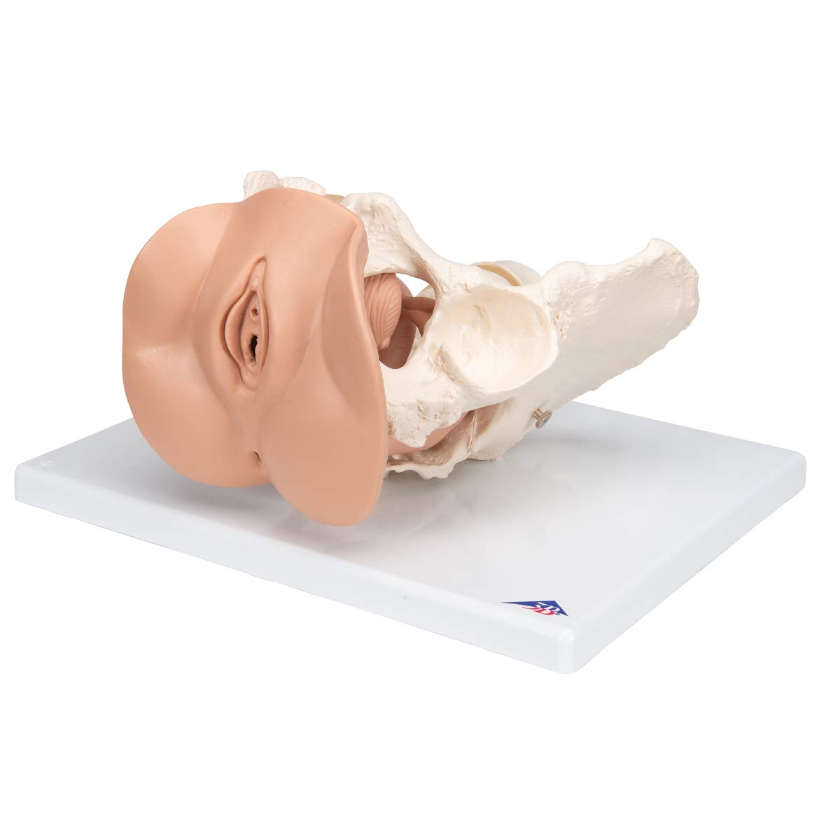 3B Scientific® Pelvis Femenina con Órganos Genitales – Modelo Anatómico Humano de 3 Partes a Tamaño Real + Smart Anatomy App (Garantía de 5 Años)