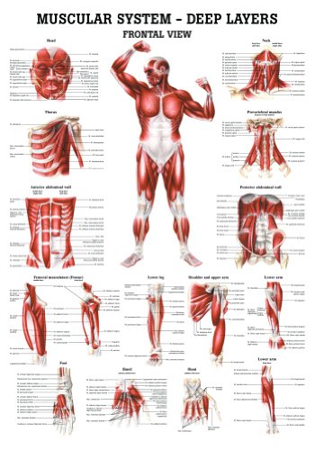 The Muscular System Deep Layers, Front Laminated Anatomy Chart