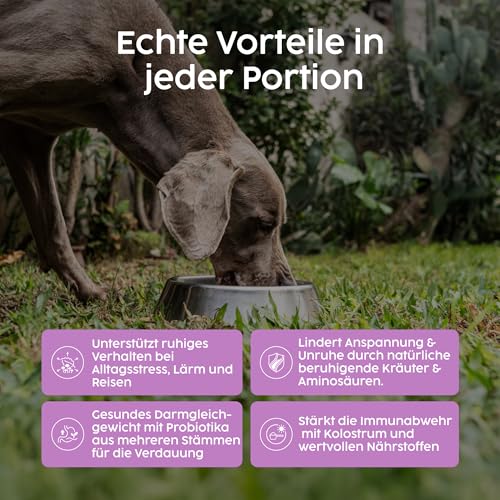 Zanipro Beruhigung für Hunde – Probiotika Hund mit L-Tryptophan, Anti-Stress Hund Pulver bei Angst bei Hunden, Silvester Hund Beruhigung & Autofahrt, entspannende Unterstützung – Rindgeschmack, 100 g