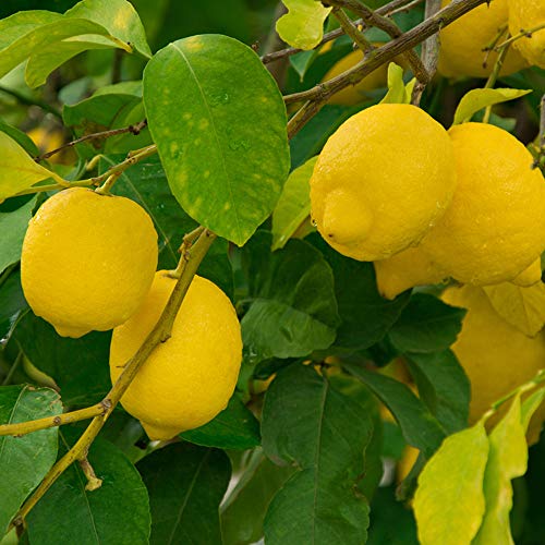 Ni Ruzuya Do Remedyi Zu Vitamin E Avocado Night Cream Moisturizing Cream 50 Buy Online In Trinidad And Tobago At Trinidad Desertcart Com Productid