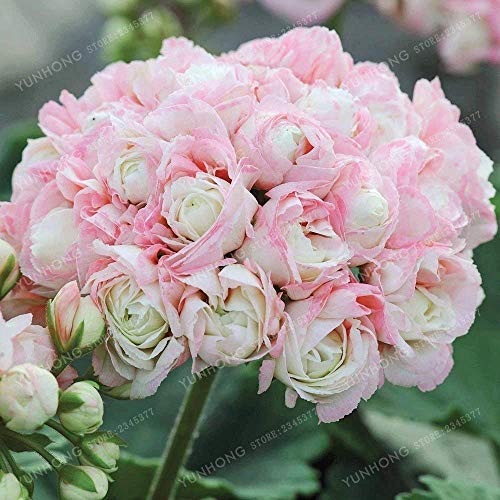 SwansGreen semillas de geranio raras Apple Blossom Rosebud Pelargonium maceta Balcón Plantar Estaciones Pelargonium maceta Germinación 95% 20Pcs 1