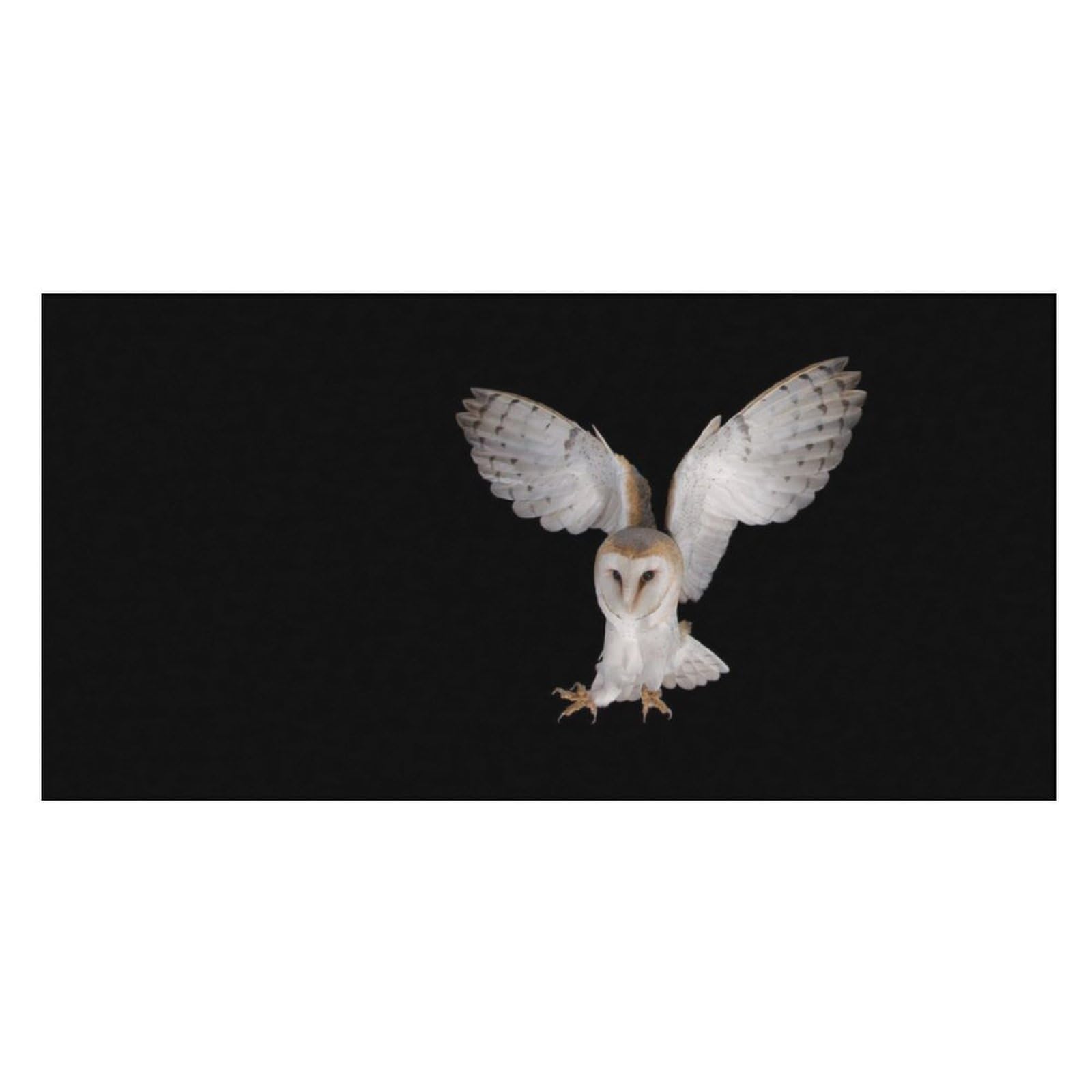 LWORZIIB Beach Towel, Barn Owl Bath Towel, Pool Towel Great for Gym Swimming 80 X 160cm