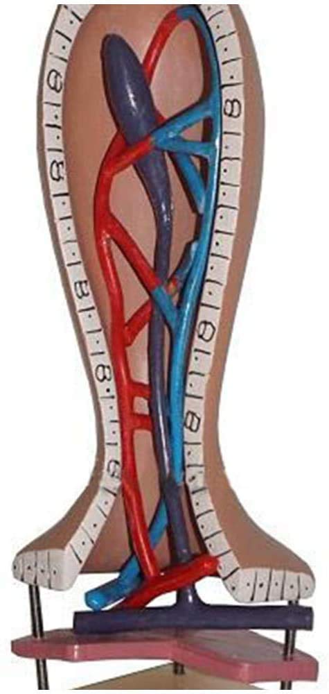 Modèle Anatomique Section Lymphatique Veine De Cheveux Humains, Anatomie du Modèle De L'Intestin Humain, Aide La Formation De L'Éducation Médicale, du Matériel Pédagogique