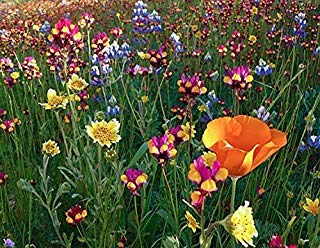 Perennial Wildflower Mix Seeds – 600+ Heirloom Non-GMO Seeds by Isla’s Garden Seeds, Blend of 17 Vibrant Perennial Varieties, Easy to Grow, Perfect for Pollinator Gardens & Natural Landscaping