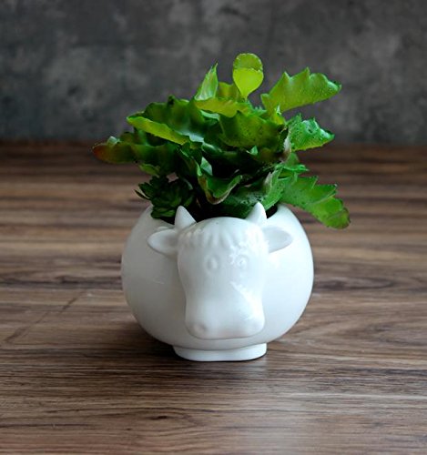 Wish You Have A Nide Day White Cow Ceramic Flower Planters/Succulent Plant Pots (Cow) #TOP1