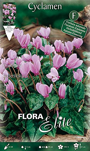 Cyclamen HEDERIFOLIUM Lot de 3 ampoules bulbs bulbes