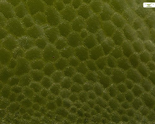 Aquarien- und Teich Schwimmpflanze - Froschbiss - Limnobium laevigatum - Garnelio Portion - Image 3