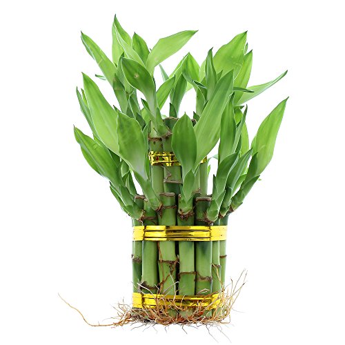 NW Wholesaler - Live Indoor Lucky Bamboo Two Tier Tower, Indoor House Plant, Bamboo Stalks for Good Luck, Fortune, Feng Shui and Zen