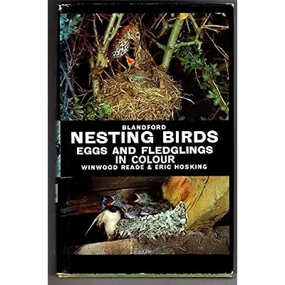 Nesting Birds, Eggs and Fledglings in Colour